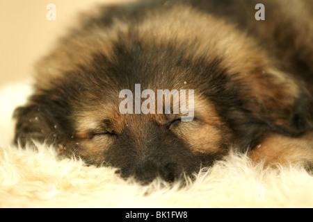 Chiot Berger Allemand Banque D'Images