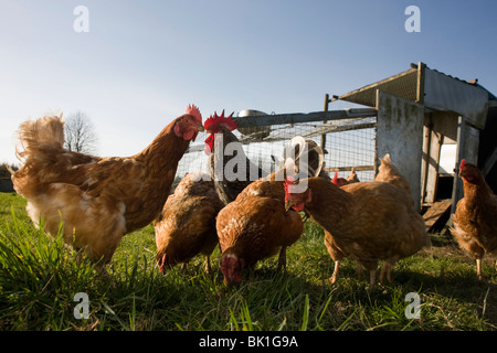 Free Range chickens hen errent dans un champ vert appartenant à une ferme les petites propriétés en Amérique du Somerset, Angleterre. Banque D'Images
