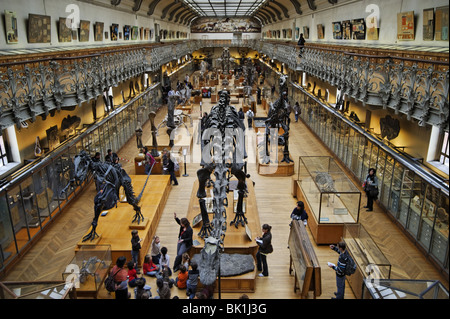 Exposition dans un musée de l'Histoire Naturelle de Paris Banque D'Images