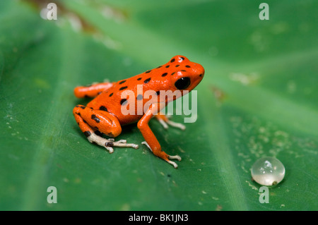 Red Dart Frog (dendrobates pumilio), Panama Banque D'Images