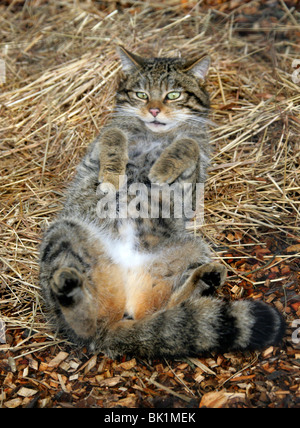 Scottish Chat Sauvage, Felis silvestris grampia, félidés, le Nord et l'ouest de l'Écosse. Dans humeur joueuse atypique. Banque D'Images