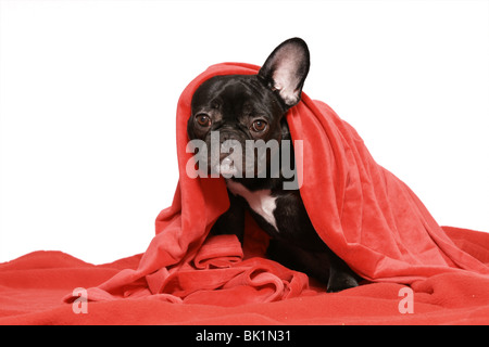 Jeune Bouledogue Français Banque D'Images