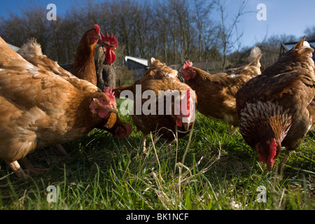 Free Range chickens hen errent dans un champ vert appartenant à une ferme les petites propriétés en Amérique du Somerset, Angleterre. Banque D'Images