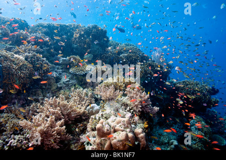 La scolarisation anthias poisson survolez coral reef underwater menjangan Banque D'Images