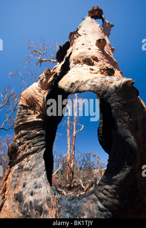 Forêt détruite par les feux de brousse près de Michelago, New South Wales, en Australie, en décembre 2009. Banque D'Images