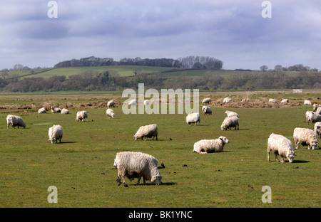 Moutons dans un champ sur Romney Marsh avec hills & arbres derrière dans la distance. Le ciel est sombre et nuageux. Banque D'Images