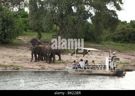 Les touristes regarder un troupeau d'éléphants à partir d'un bateau sur la rivière Chobe dans le Parc National de Chobe au Botswana Banque D'Images