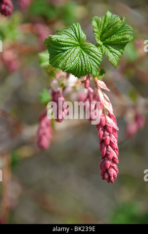 Fleurs Ribes sanguineum en herbe Mars cassis Banque D'Images