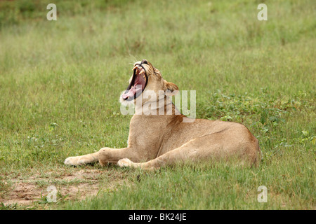 Une lionne bâille tout en étant allongé dans l'herbe dans le Parc National de Chobe, près de Kasane, Botswana Banque D'Images