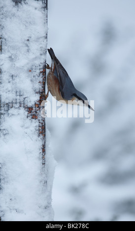 Blanche (Sitta europaea) perching on relève de l'écrou Banque D'Images