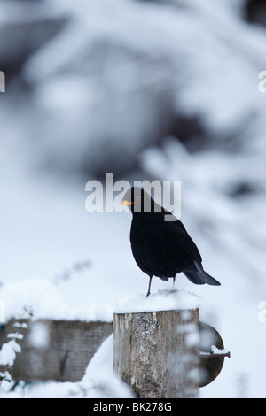 Blackbird (Turdus merula) mâle percher sur moignon couvert de neige Banque D'Images