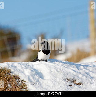 Pie bavarde (Pica pica) à la recherche de nourriture dans la neige Banque D'Images