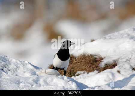 Pie bavarde (Pica pica) se percher dans la neige Banque D'Images