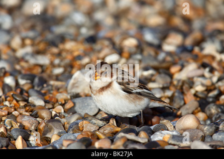 Bruant des neiges (Plectrophenax nivalis) alimentation femelle à shingle Banque D'Images