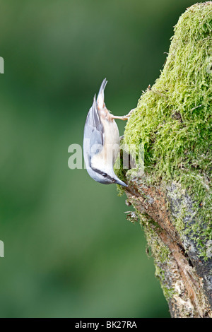 Blanche (Sitta europaea) vérifiant les nesthole en arbre mort Banque D'Images