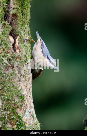 Blanche (Sitta europaea) perching on beech tree Banque D'Images