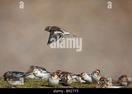 Bruant des neiges (Plectrophenax nivalis) débarquement entre troupeau alimentation Banque D'Images