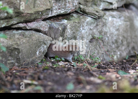 Campagnol roussâtre (Clethrionomys glareolus) sortant du trou du mur de pierre Banque D'Images