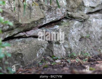 Campagnol roussâtre (Clethrionomys glareolus) à la recherche du trou dans le mur de pierre Banque D'Images