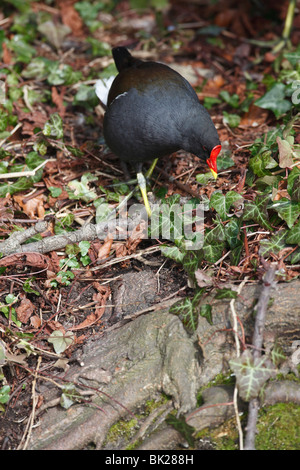 Gallinule poule-d'eau (Gallinula chloropus) à la recherche de nourriture parmi la végétation bankside Banque D'Images