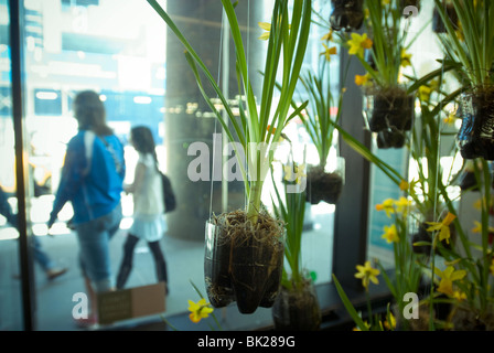 Jardinières fabriqué à partir de bouteilles de soda à la boutique verte dans le Port Authority Bus Terminal à New York Banque D'Images