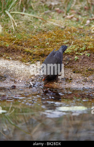 Blackbird (Turdus merula) femmes de boire de l'étang de jardin Banque D'Images