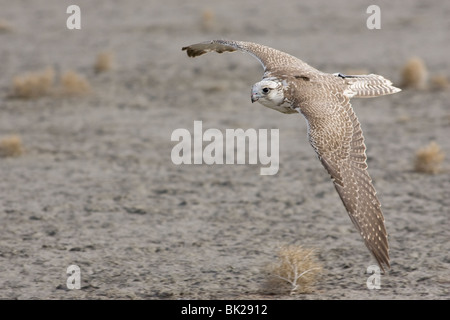 Gyrfalcon en vol Banque D'Images