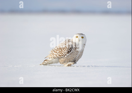 Le harfang des neiges (Nyctea scandiaca) randonnée pédestre sur neige, Québec, Canada Banque D'Images