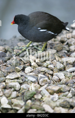 Une poule d’eau Banque D'Images