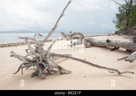 L'érosion côtière sur l'Île Verte au large de Cairns, en Australie, est de plus en plus de problèmes à mesure que le niveau de la mer monte. Banque D'Images