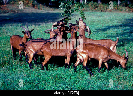 Les chèvres, les chèvres mangeant de arbre, village de Mouguerre, Mouguerre, Pays Basque, France, Europe Banque D'Images