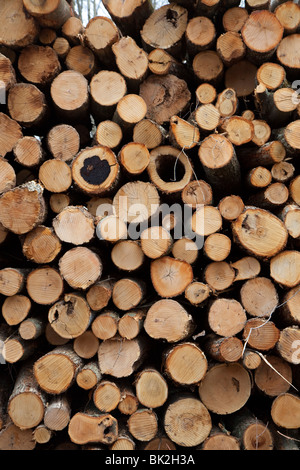 Hastings, Michigan - bois empilé pour enlèvement après l'exploitation forestière dans les forêts du Michigan. Banque D'Images