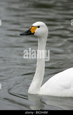 Cygne de Bewick, un Banque D'Images