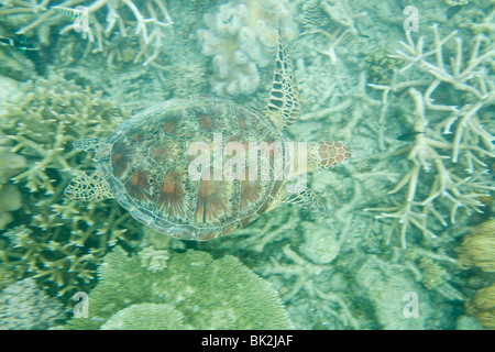 Une tortue verte (Chelonia mydas) nager sur la Grande Barrière de corail au large de Cairns, Queensland, Australie. Banque D'Images