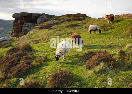 Le pâturage des moutons, Curbar Edge, Derbyshire, 2009. Banque D'Images