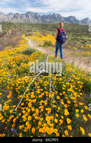 Randonnées d'une femme passé un grand champ de coquelicots orange et jaune et de fleurs sauvages à Catalina State Park près de Tucson, en Arizona. Banque D'Images