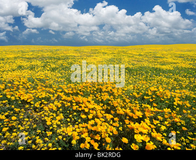 Un grand champ de coquelicots orange et jaune et de fleurs sauvages qui se poursuit toujours. Le photographe a fusionné deux photos et retouche Banque D'Images