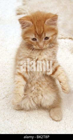 Ginger Kitten debout sur ses pattes Banque D'Images