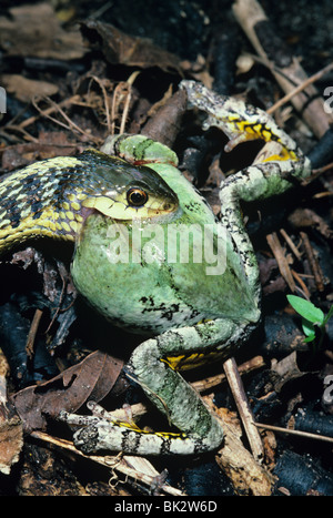 Couleuvre de l'Est alimentation Thamnophis sauritus Rainette Hyla versicolor E NA, par aller Moody/Dembinsky Assoc Photo Banque D'Images