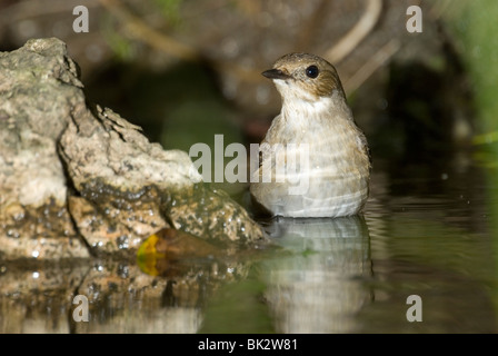 Femme (Ficedula hypoleuca) Banque D'Images