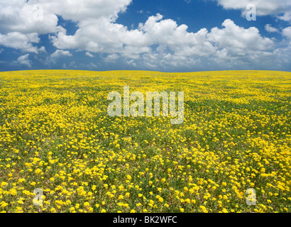 Un grand champ de fleurs sauvages jaune qui va à l'infini. Le photographe retouché la ligne d'horizon et le ciel. Banque D'Images