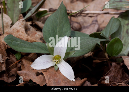 Neige nain ou Trillium nivale River Flats S Michigan USA par Dembinsky Assoc Photo Banque D'Images