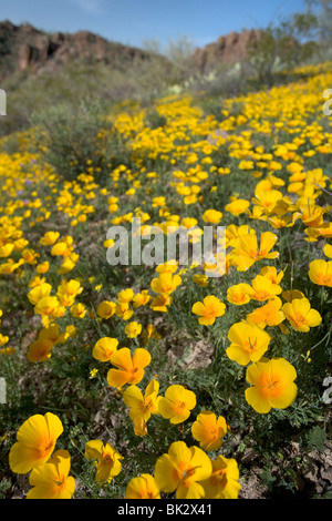 Domaines de fleurs sauvages dans l'Arizona. Les fleurs sont des coquelicots et mexicaine sont en fleurs dans l'ouest de Saguaro National Park à Tucson. Banque D'Images