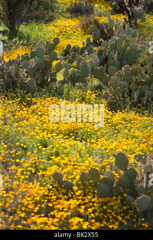 Domaines de fleurs sauvages dans l'Arizona. Les fleurs sont des coquelicots et mexicaine sont en fleurs dans l'ouest de Saguaro National Park à Tucson. Banque D'Images