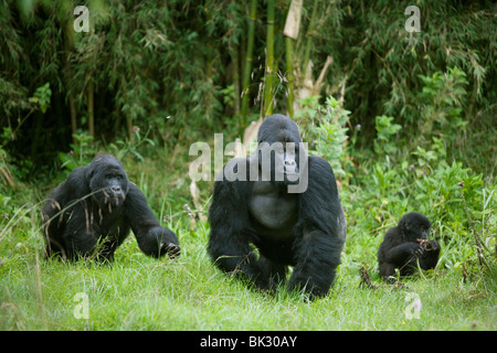 La famille de gorilles Gorilla berengei berengei homme Rwanda Afrique, par Fritz Polking/Dembinsky Assoc Photo Banque D'Images