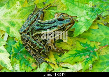 Grenouille léopard Rana pipiens sur feuilles d'Érable argenté Acer saccharinum E NA, par aller Moody/Dembinsky Assoc Photo Banque D'Images