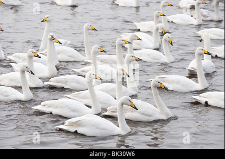 Cygne chanteur (Cygnus cygnus), Martin simple, Lancashire, UK Banque D'Images