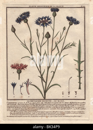 Bluet ou bleuet (Centaurea cyanus). Banque D'Images