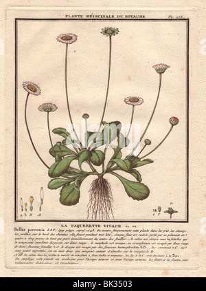 La marguerite commune (Bellis perennis). Banque D'Images