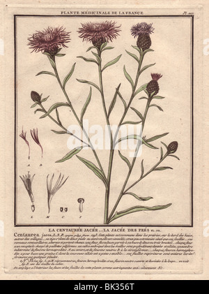 Centaurée Jacée ou centaurée Brownray La centauree jacee (Centaurea jacea) Banque D'Images